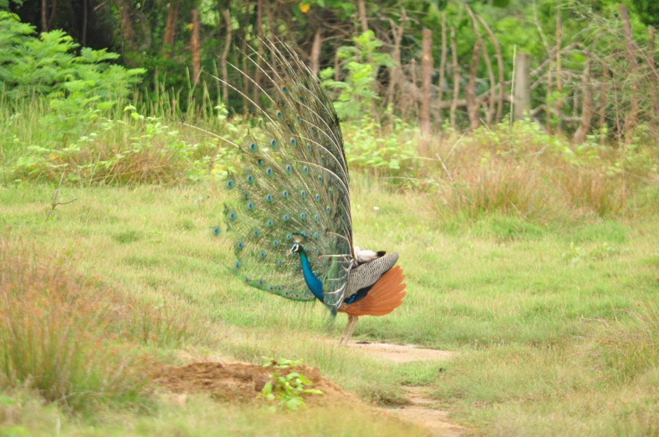 Ranakeliya Lodge - ヤーラ エクステリア 写真